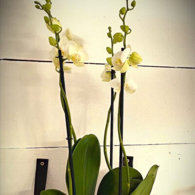 plante orchidée